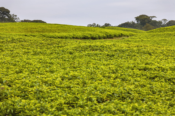 Rwandyjski herbaty są wysyłane do królowej Anglii. - Zdjęcie, obraz
