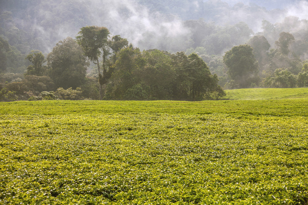 Чайные плантации, которые лежат в тропических лесах
. - Фото, изображение