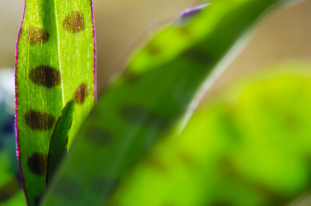 Orquídea manchada comum (Dactylorhiza fuchsii) close up de folhas
 - Foto, Imagem