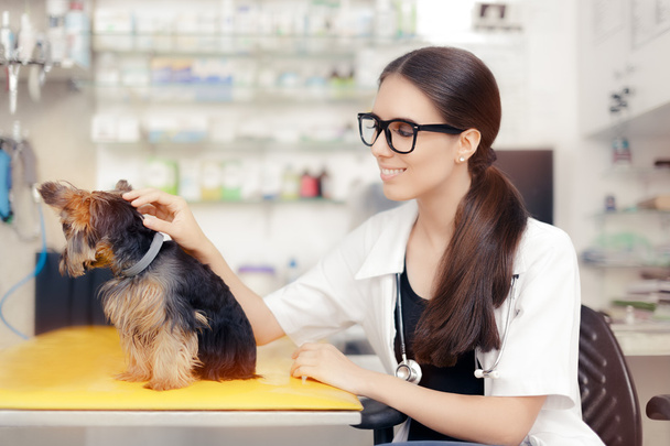 Young Veterinarian Female Doctor with Cute Dog  - Foto, immagini
