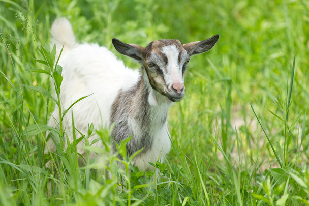 Beautiful portrait goat. - Photo, Image