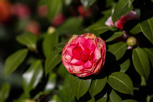 view of the flower of Camellia - Foto, Imagem