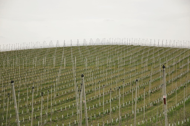 Moravian vineyard in spring - Photo, Image