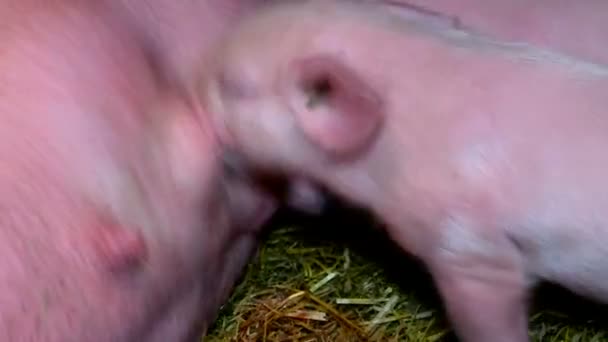 Pig feed their pigs closeup - Záběry, video