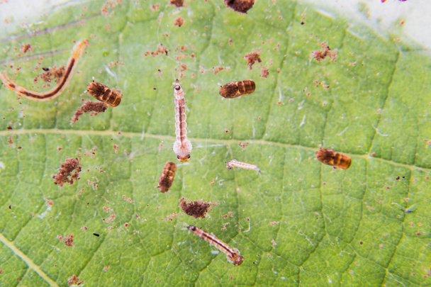 Primo piano di allevamento larva di zanzare su piante in vaso acqua stagnante
 - Foto, immagini