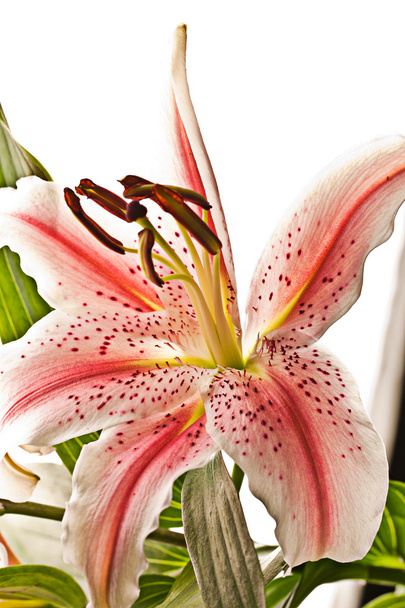 Delicate asiatic lilly macro - Photo, Image
