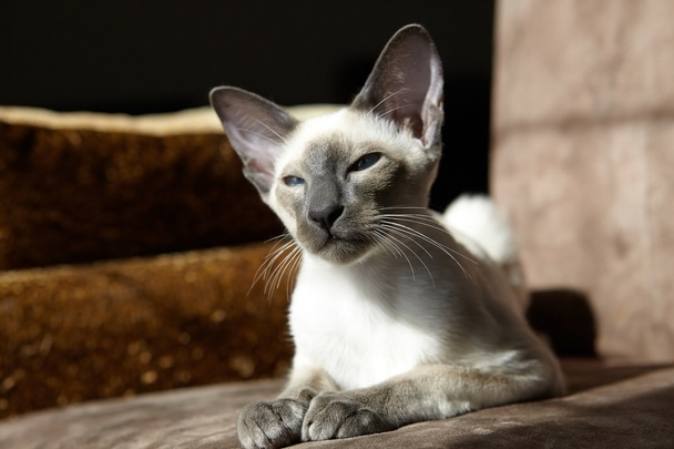 シャム オリエンタルの子猫 - 写真・画像