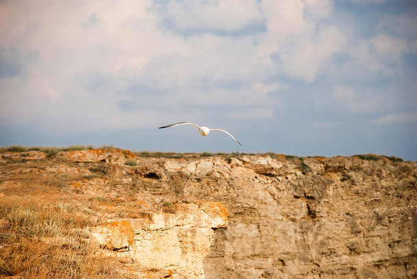 Seagull in vlucht - Foto, afbeelding
