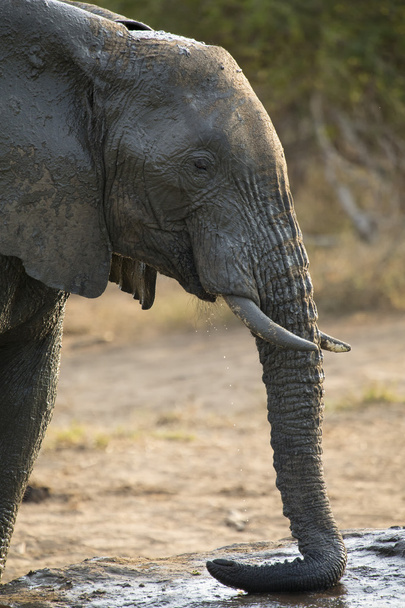 Stado słoni grając w błotnistej wody z zabawa - Zdjęcie, obraz