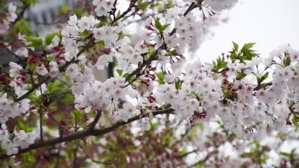 Kersenbloesem of Sakura in sun shine dag. - Video
