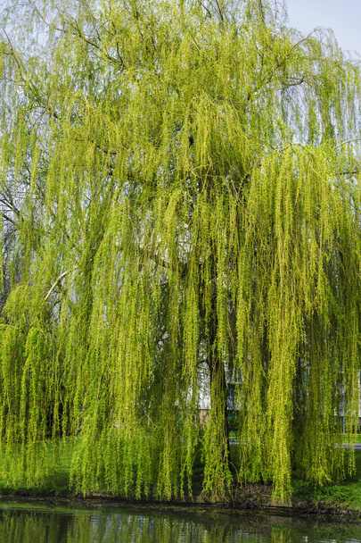 Weeping willow in early spring - Photo, Image