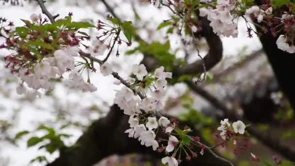 Kersenbloesem of Sakura in sun shine dag. - Video