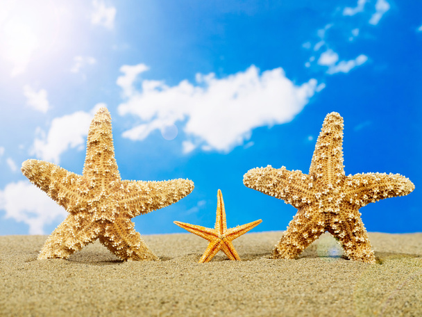 Starfish family on the beach - Фото, изображение