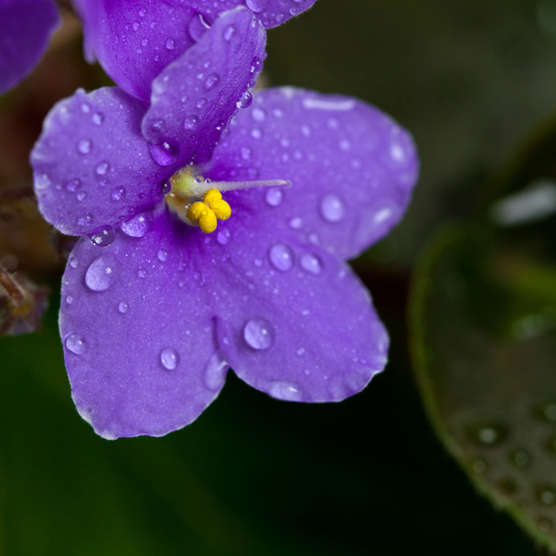 Violetti Afrikkalainen Violetit Kukat
 - Valokuva, kuva