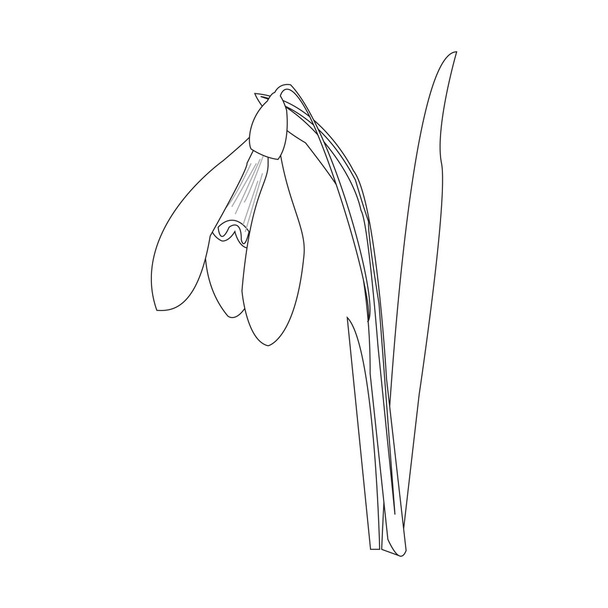 Snowdrops on a blue background. Spring vector illustration. Vect - ベクター画像
