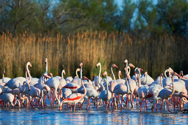 Flock of flamingos in water - Photo, Image