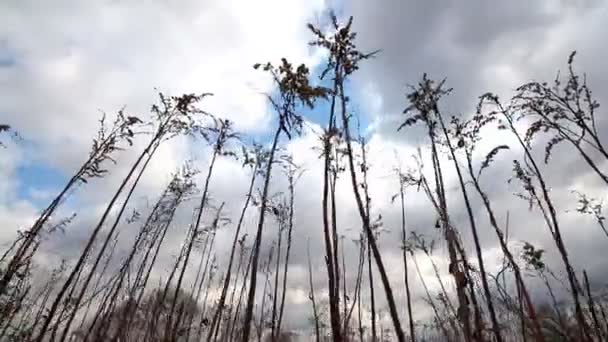 Άνεμος σείει ξηρό κολλιτσίδα - Πλάνα, βίντεο
