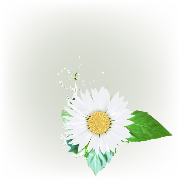 Μαργαρίτα λουλούδι, πράσινα φύλλα, διάνυσμα splatter υδροσταγόνες - Διάνυσμα, εικόνα