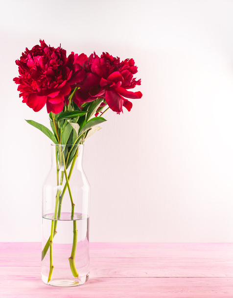 Fresh red peony flowers - Фото, изображение