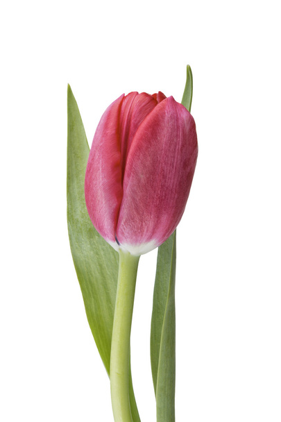 Red tulip over white background - Photo, Image