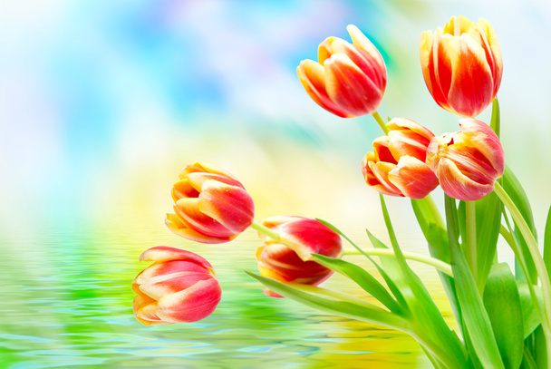 Tulip flowers close up - Φωτογραφία, εικόνα