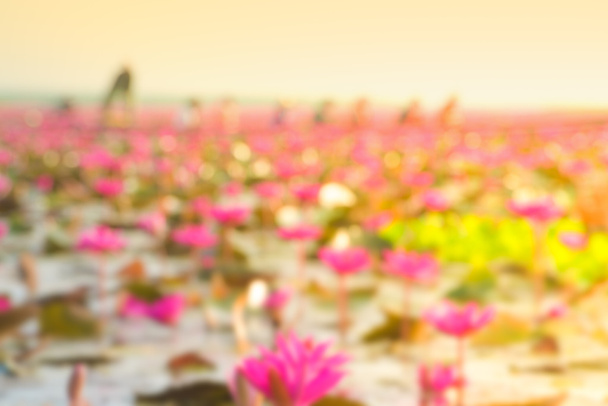 verschwommener rosa Lotus im See bei Thale Noi, phatthalung, Thailand - Foto, Bild