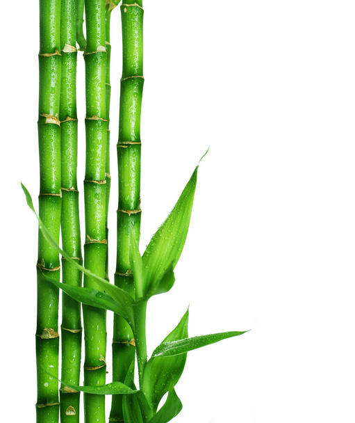 Bamboo isolated on white - 写真・画像