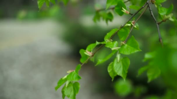 Молодий листя дерев весни - Кадри, відео