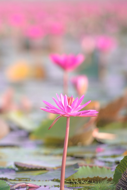 rosa Lotus im See bei Thale Noi, phatthalung, Thailand. - Foto, Bild