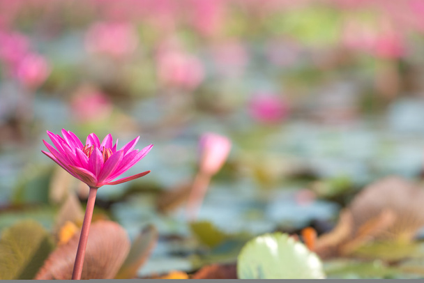 Rosafarbener Lotus im See mit Platz auf der rechten Seite - Foto, Bild