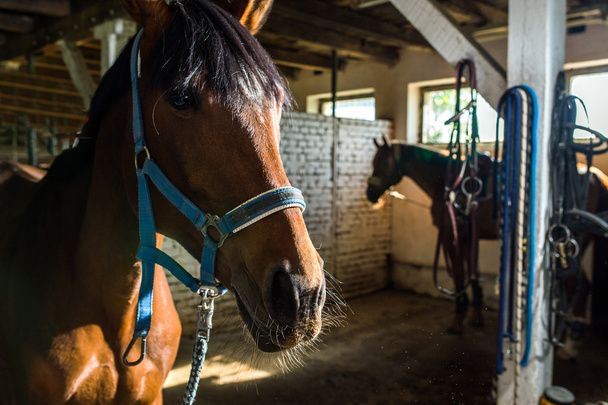 Brown paarden in de stal - Foto, afbeelding