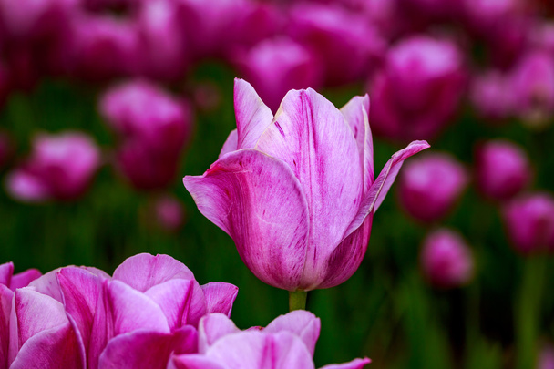 Bloeiende tulp bloemen - Foto, afbeelding