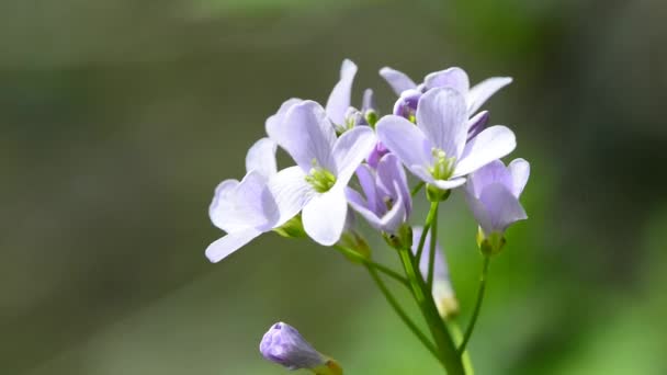 cuckooflower closeup του λουλουδιού - Πλάνα, βίντεο