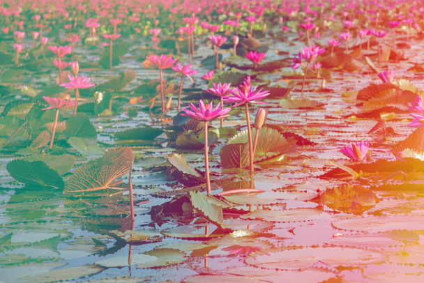 Farbenfroher Lotus im See bei Thale Noi - Foto, Bild