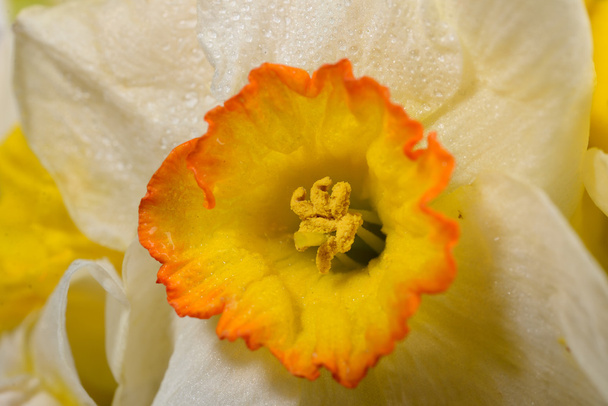 Macro picture of white with yellow middle daffodil. Lights and s - Φωτογραφία, εικόνα