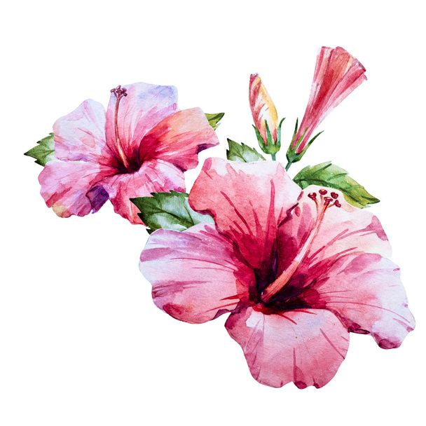 Watercolor hibiscus flower - Foto, afbeelding