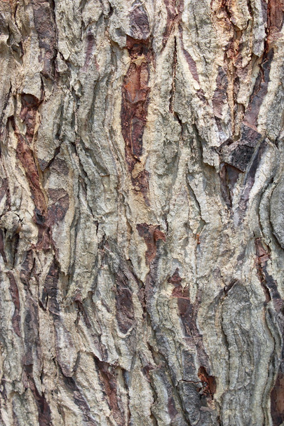 樹皮の背景 - 写真・画像