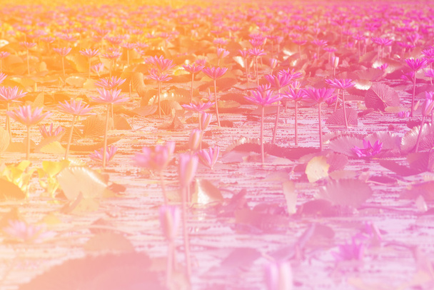 farbenfroher rosa Lotus im See bei Thale Noi, phatthalung, Thailand. - Foto, Bild
