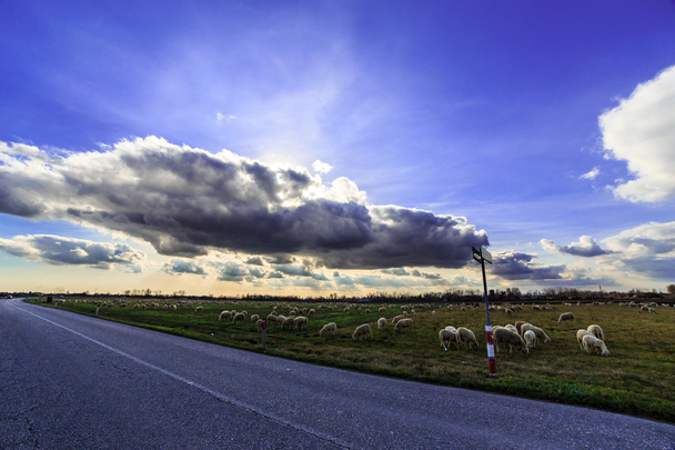 gregge di pecore in campagna
 - Foto, immagini