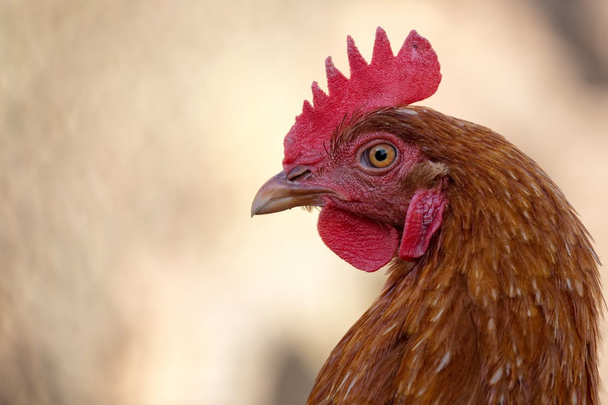 Uma galinha na quinta, um retrato
  - Foto, Imagem