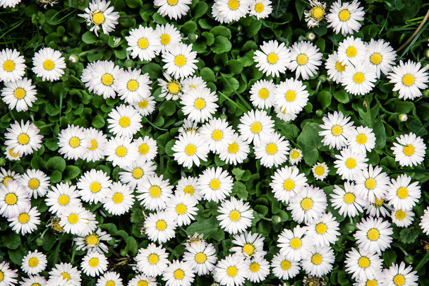 Фон білих очей ромашки на весняному лузі
 - Фото, зображення