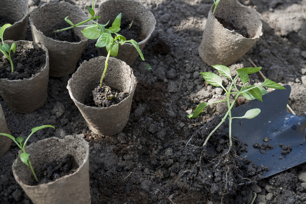 Aanplant van jonge pepers zaailingen in turf potten op bodem achtergrond - Foto, afbeelding