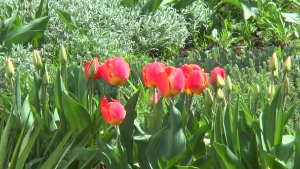Tulipanes rojos en hierba verde
 - Metraje, vídeo