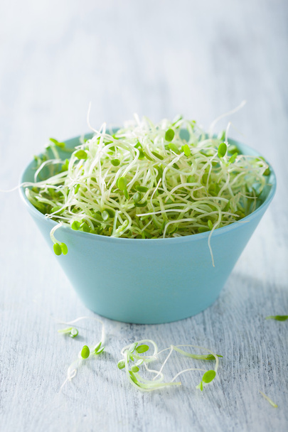fresh clover sprouts in bowl - Photo, Image