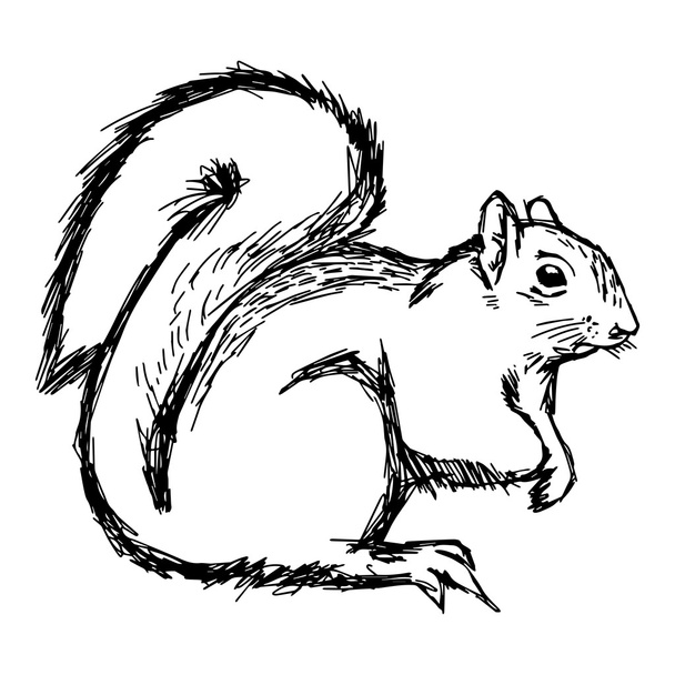illustrazione vettore mano disegnare scarabocchi di scoiattolo isolato su wh
 - Vettoriali, immagini