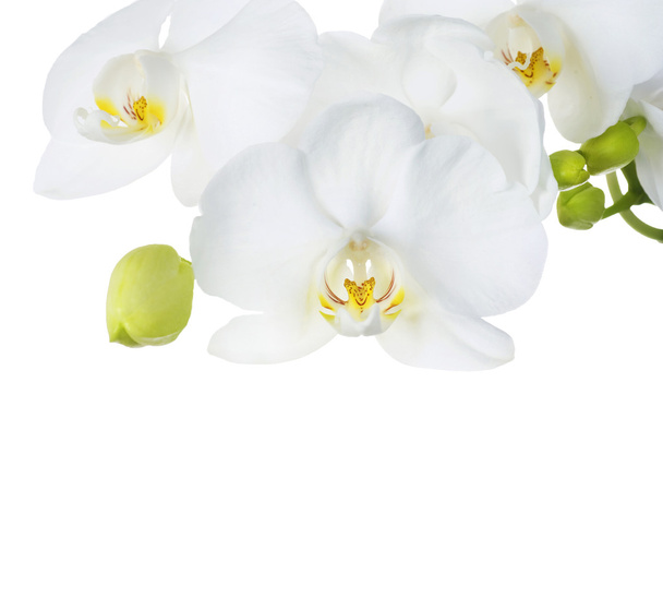 Beautiful White Orchids - Фото, зображення