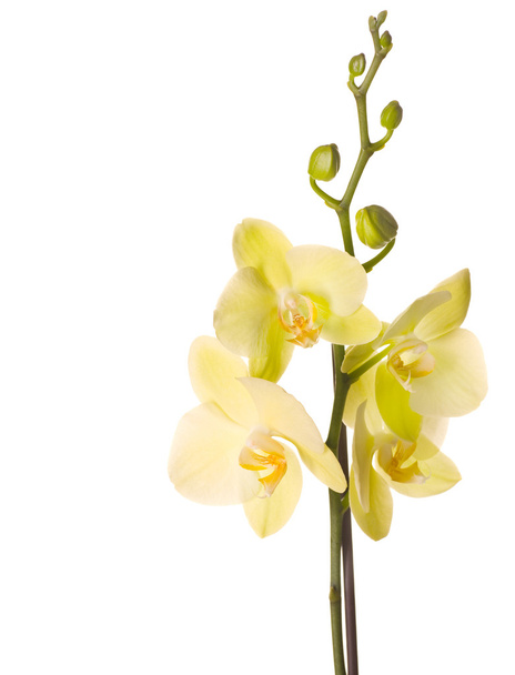 Beautiful Yellow Orchid - Фото, зображення