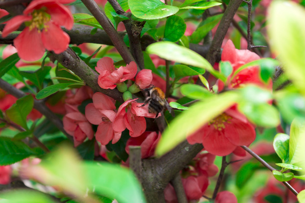     Chaenomeles japonica fleur en fleur
  - Photo, image