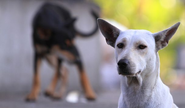 Ταϊλάνδη σκυλί ψάχνει μια ελπίδα - (επιλεκτική εστίαση) - Φωτογραφία, εικόνα