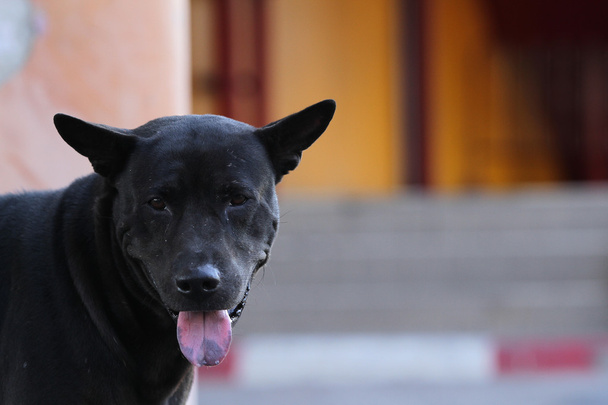 Thailand hond op zoek een hoop - (selectieve aandacht) - Foto, afbeelding